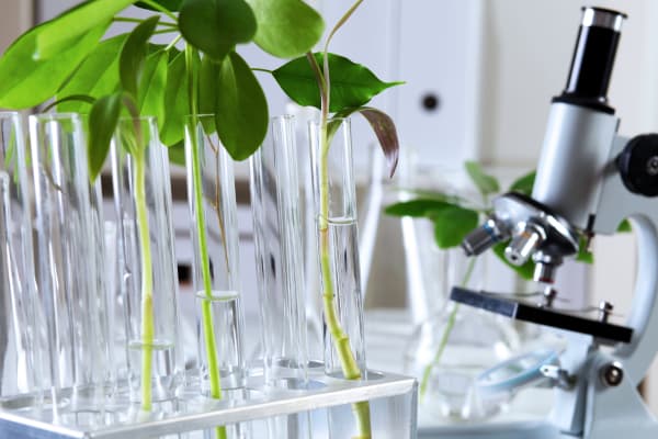 plant and microscope for sustainable chemistry article thumbnail4.jpg