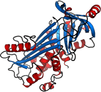 ovalbumin molecules