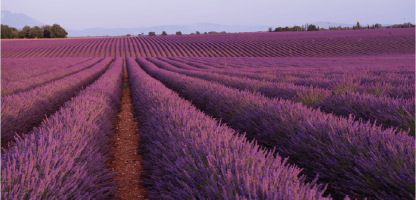 Rows of lavender fields